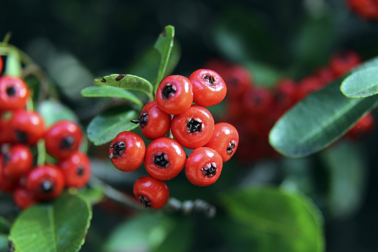 是以得分闻 是以得分闻